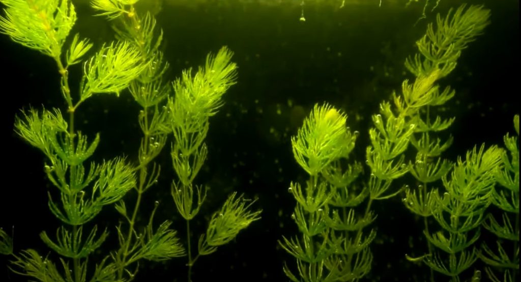 Tìm hiểu ngay cách trồng cây thủy sinh "đơn giản & hiệu quả"