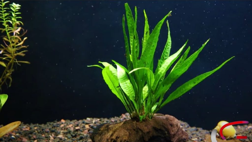 Tìm hiểu ngay cách trồng cây thủy sinh "đơn giản & hiệu quả"