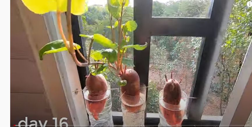cách trồng khoai lang 