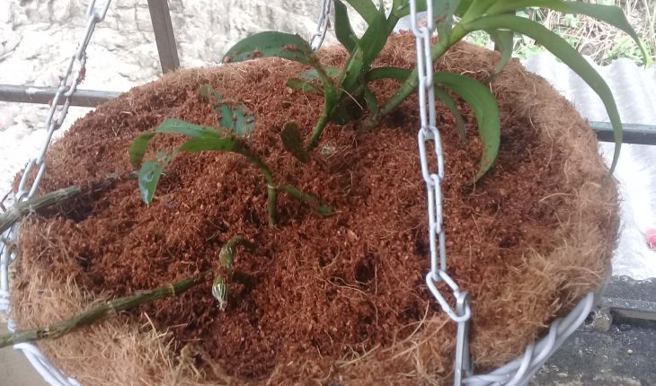 Cách xử lý xơ dừa để trồng lan "đơn giản" & "hiệu quả"