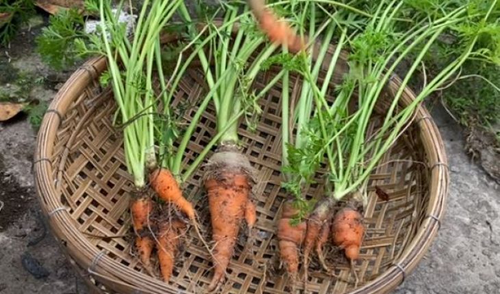 trồng cà rốt bằng củ