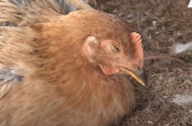 Bệnh dịch tả khiến gà bị nóng sốt dẫn đến bỏ ăn