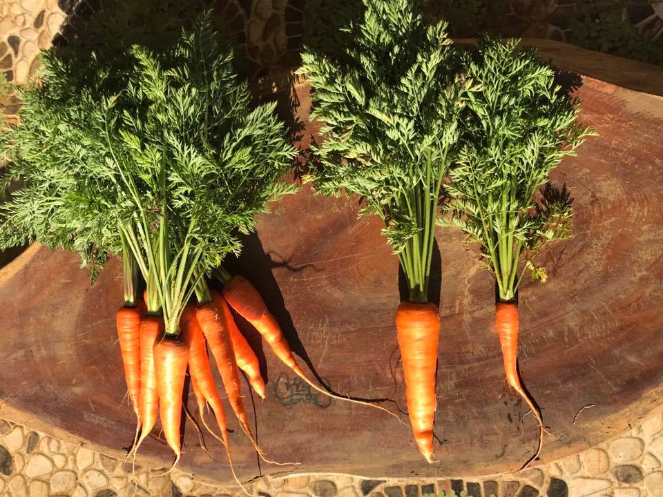 củ cà rốt sau khi thu hoạch