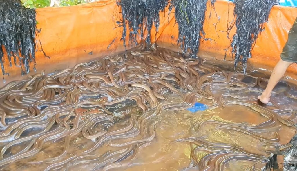 nuôi lươn không bùn bằng thức an công nghiệp