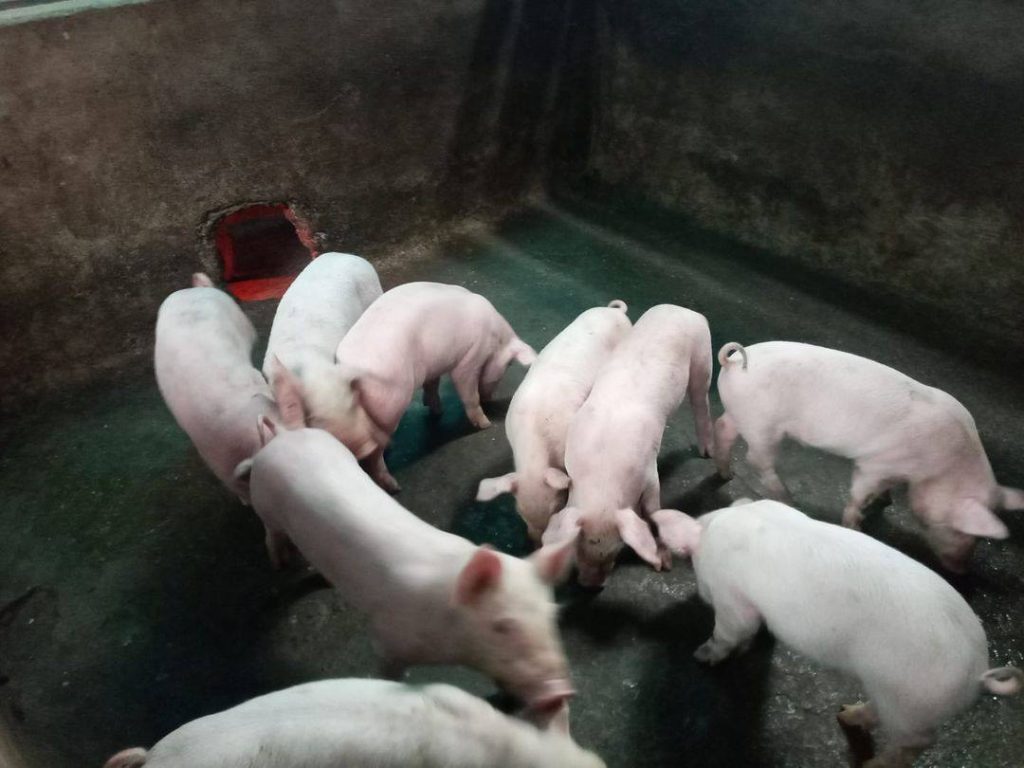 Lịch tiêm vacxin cho lợn 