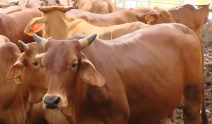 Kỹ thuật nuôi bò thịt nhốt chuồng, cách nuôi bò thịt mau lớn