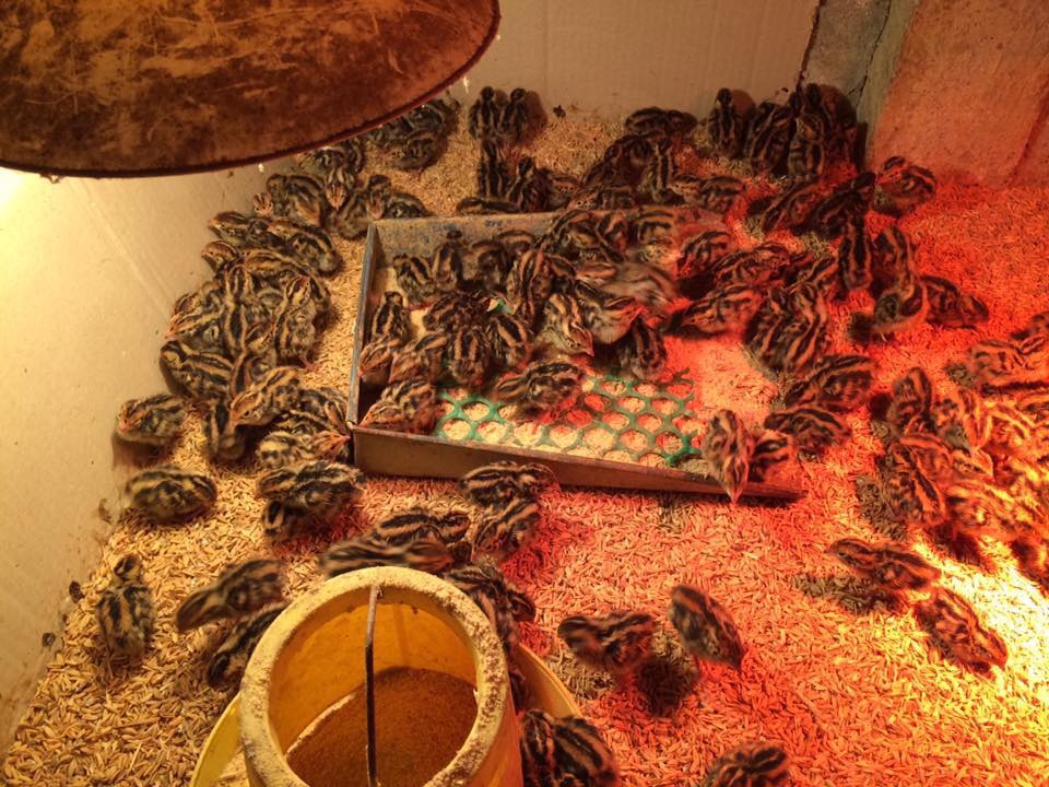 Hiệu quả của chế phẩm sinh học trong nuôi chim cút - chephamthongminh – Men  Vi Sinh Trồng Trọt