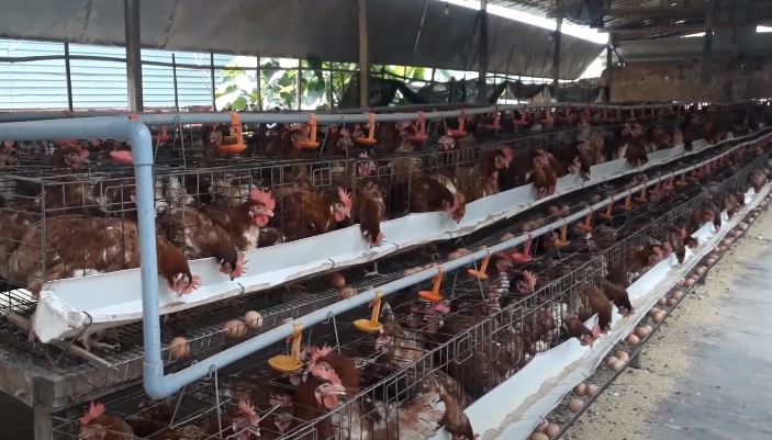 Áp dụng mô hình chăn nuôi gà đẻ trứng  Báo Nam Định điện tử
