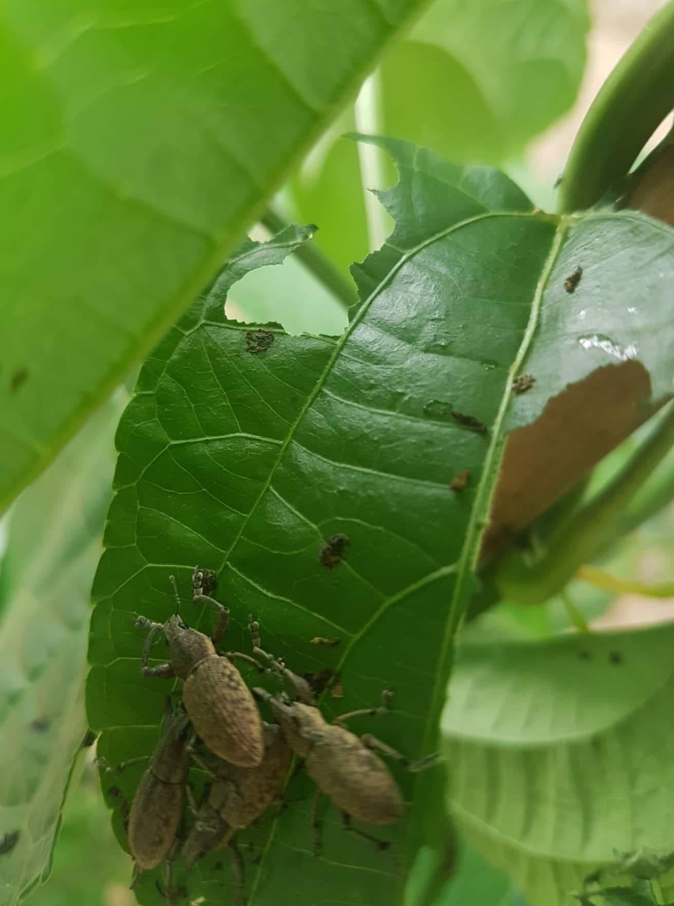 Các Loại Bọ Cánh Cứng - Điều Bạn Cần Biết! - Niên Giám Nông Nghiệp