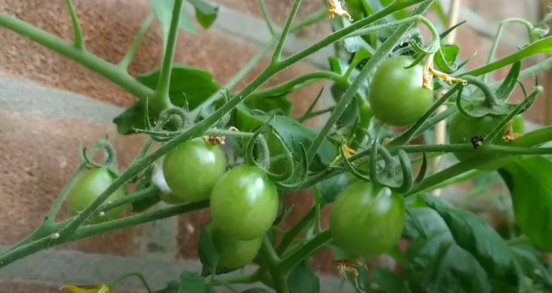 9 nguyên nhân "rụng hoa cà chua" & phương pháp kiểm soát hiệu quả