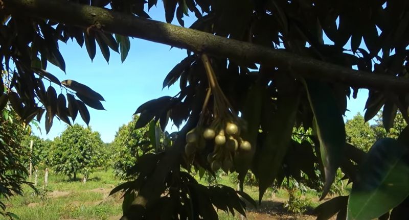 Kỹ thuật trồng sầu riêng "siêu lợi nhuận" bạn cần biết!