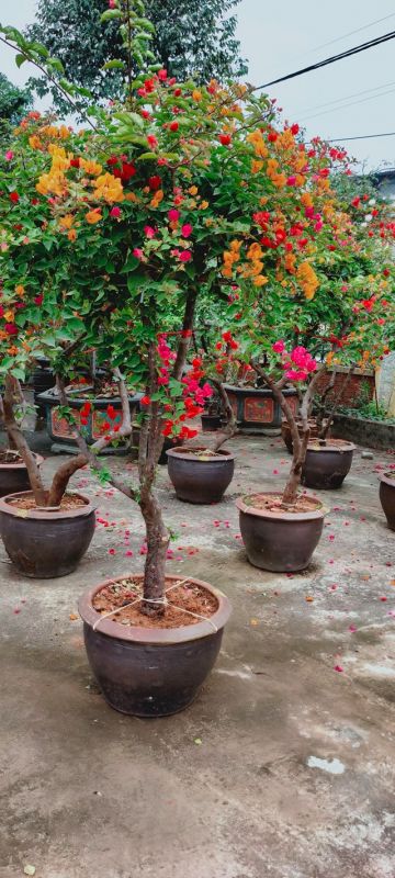 Cách trồng hoa giấy bonsai