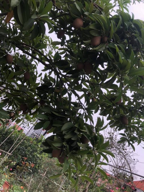 Cây hồng xiêm xoài  Sapoche cao 70cm ra trái siêu sớm sau 6 tháng ảnh  thật số 2 giá rẻ chuẩn giống cây đẹp  Lazadavn