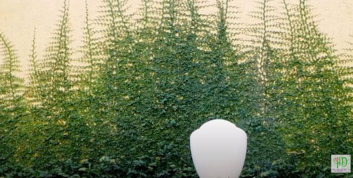 Cách trồng cây thằn lằn leo tường