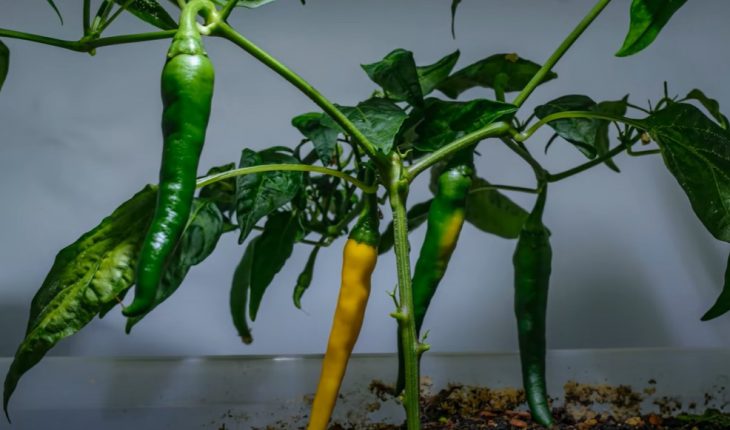 Kỹ thuật trồng ớt hữu cơ "siêu năng suất"