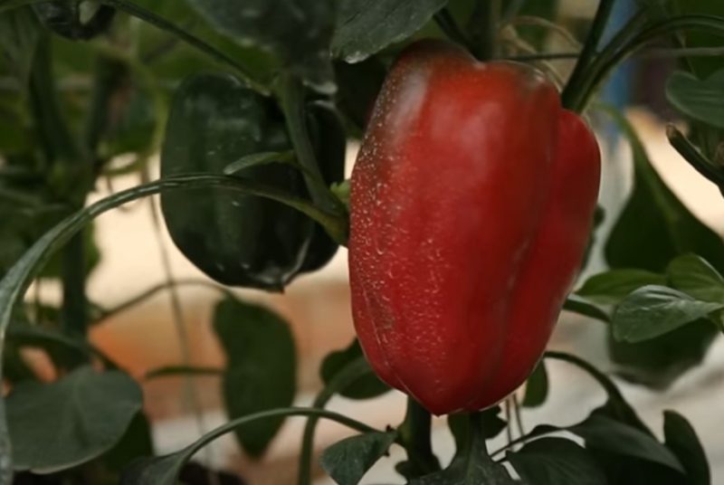 Kỹ thuật trồng ớt chuông từ A đến Z thu "sản lượng lớn"