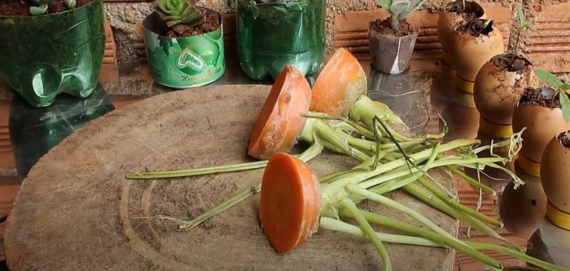 Kỹ thuật trồng Cà Rốt trong nước "cực đơn giản"