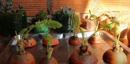 Kỹ thuật trồng Cà Rốt trong nước "cực đơn giản"