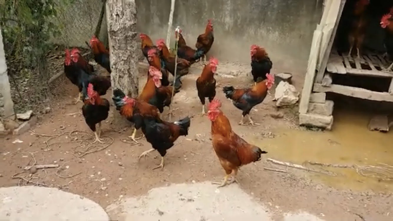 Quy trình nuôi và chăm sóc gà ta thả vườn