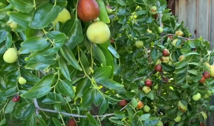 Hướng dẫn trồng và chăm sóc cây táo tàu ở Việt Nam