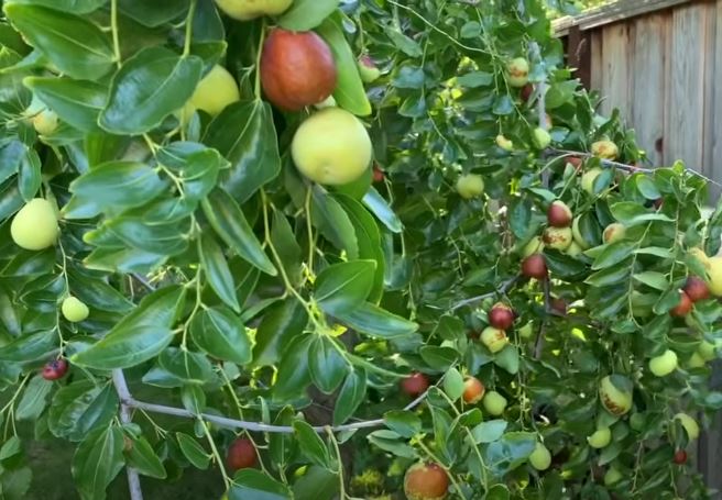 Trồng cây táo đỏ cho năng suất cao tại thị trường Việt Nam