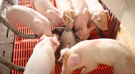 Tìm hiểu về lợn gầy trơ xương và cách nuôi dưỡng hiệu quả