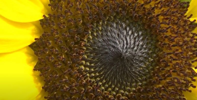 Kỹ thuật trồng Hoa Hướng Dương như thế nào?