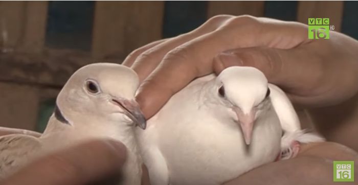 Chim cu gáy đực (phải) và chim cu gáy cái (trái)