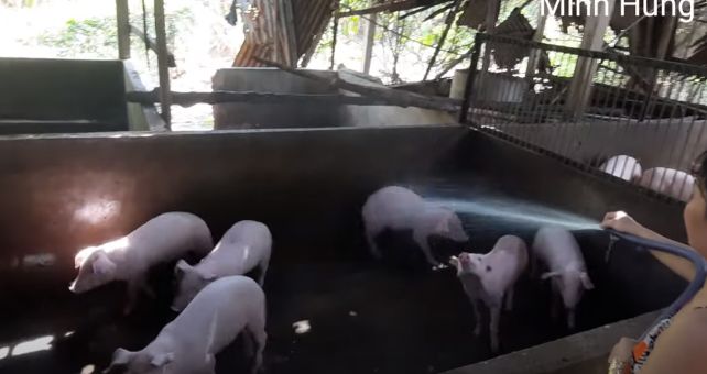 Kỹ thuật nuôi lợn con: vệ sinh chuồng lợn con