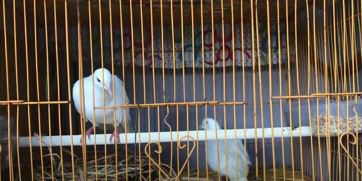 Mê đắm "nữ hoàng" chim Việt, đại gia Singapore vung tiền tỷ không mua nổi |  Báo Dân trí