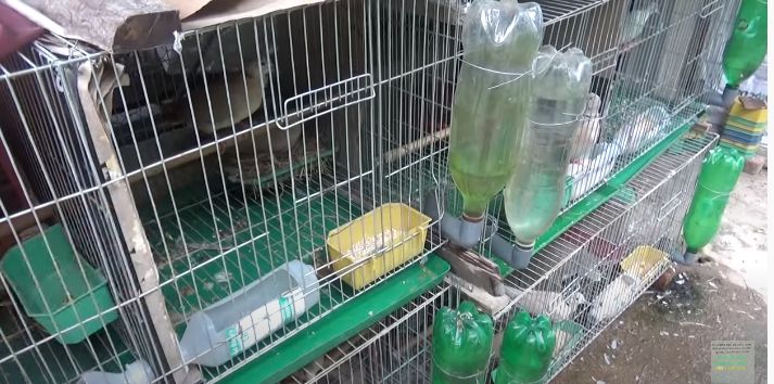 Kỹ thuật nuôi chim cu gáy sinh sản * Sai Mon Thi Dan