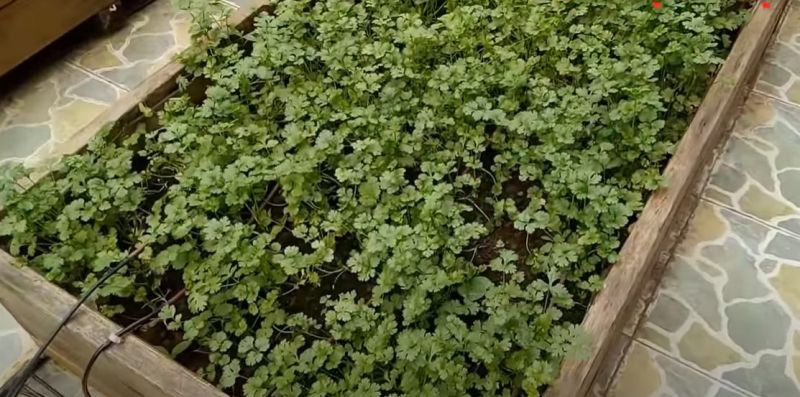 Cách trồng rau mùi trên sân thượng (từ hạt giống)