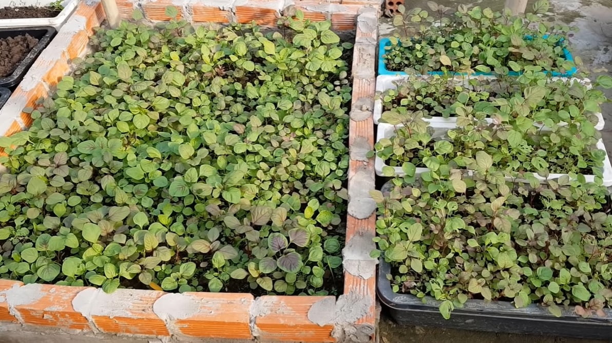 Cách trồng rau dền ngon sạch tại nhà - Niên Giám Nông Nghiệp