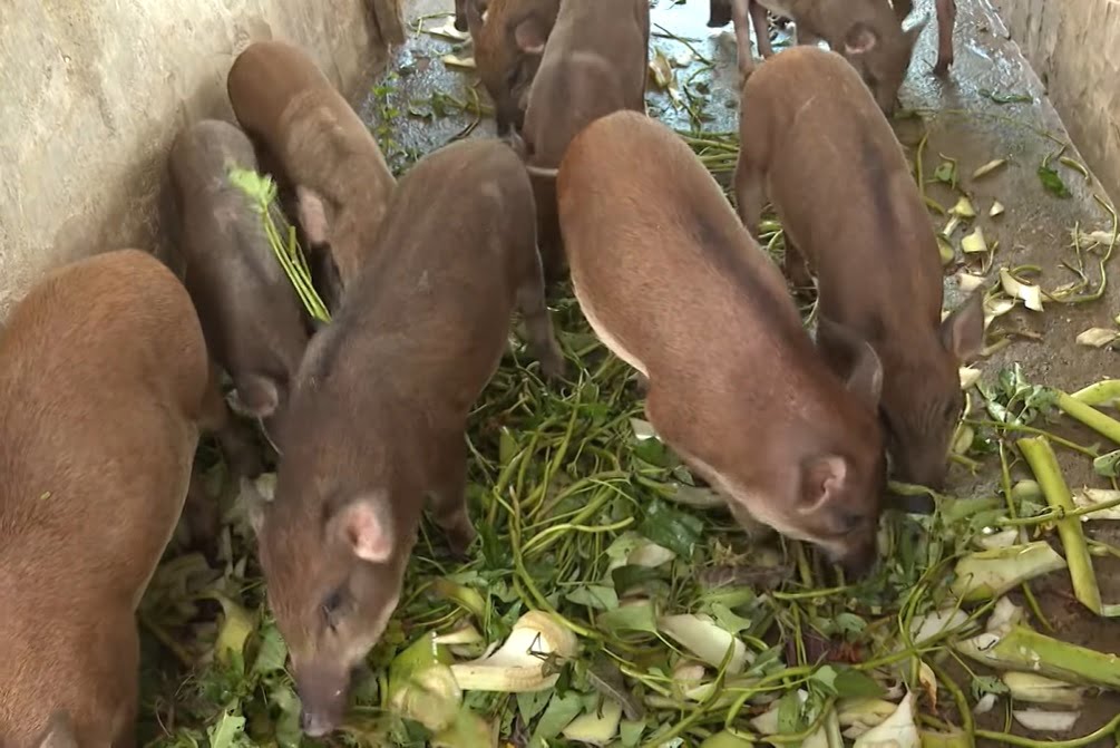 Bình Phước thúc đẩy mô hình nuôi dê trong vườn sầu riêng  VnExpress
