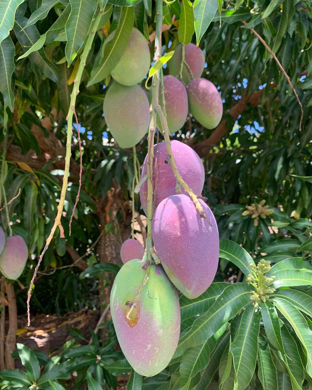 Nguyên nhân và cách khắc phục xoài không ra hoa, xoài ra hoa rụng ...