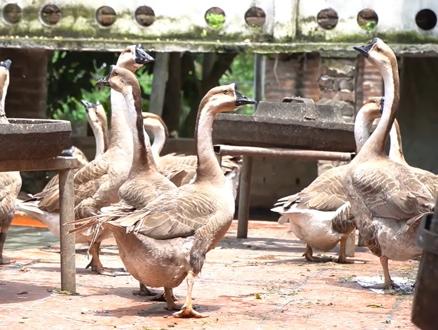 Nghệ An Nuôi loài ngỗng lạ trông dữ tợn có 300 con mà lãi 63 triệu