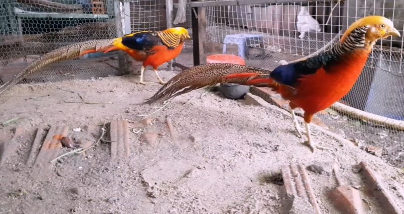Các giống chim trĩ phổ biến việt nam - Gà Thả Vườn