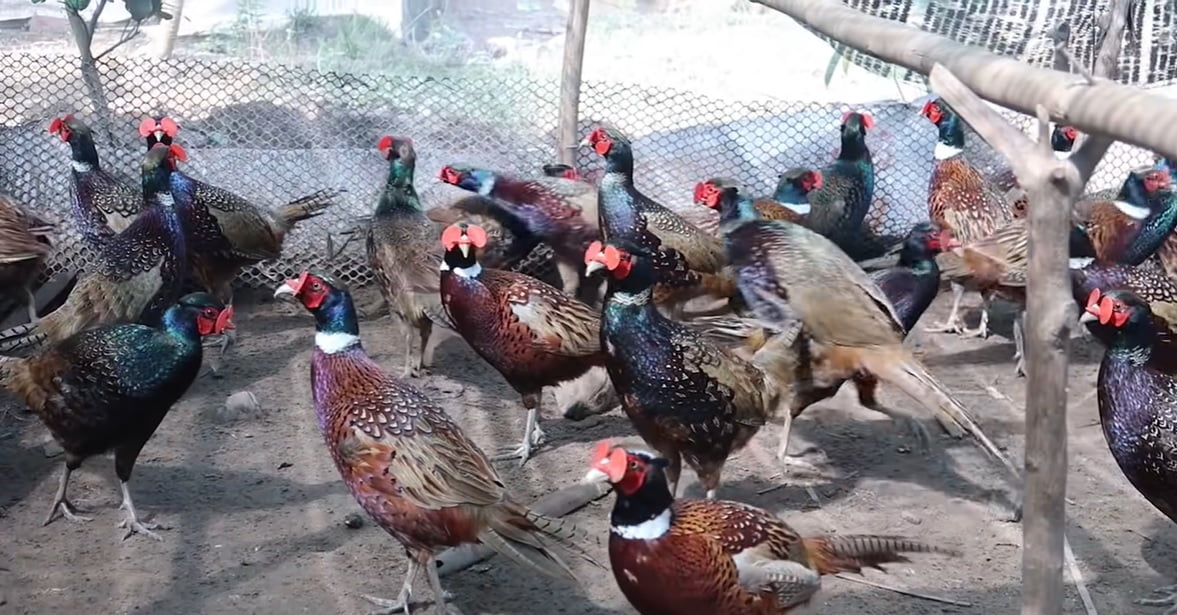 Kinh tế Kỳ Anh: mô hình nuôi chim trĩ bảy màu - trung tâm gà giống hà tĩnh  - trại gà anh...