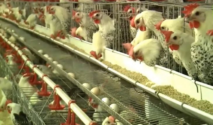 Trang trại nuôi hàng nghìn con gà đẻ mỗi ngày nhặt hơn 5 nghìn quả trứng   Dân Việt