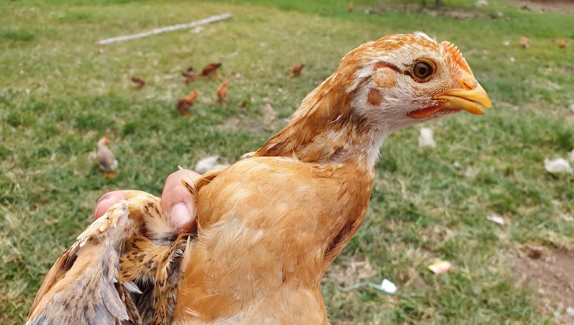 Cách sử dụng thuốc điều trị sổ mũi khò khè cho gà như thế nào?
